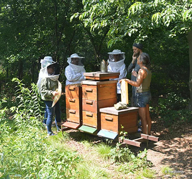 Personen arbeiten an Bienenstöcken in der Natur Drei Personen in Schutzkleidung stehen an zwei Bienenstöcken im Freien, umgeben von Bäumen und Büschen.