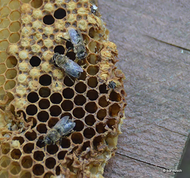 Nahaufnahme einer Bienenwabe Extreme Nahaufnahme einer Bienenwabe mit sichtbaren Bienenzellen, in denen sich einige Bienen und Larven befinden.