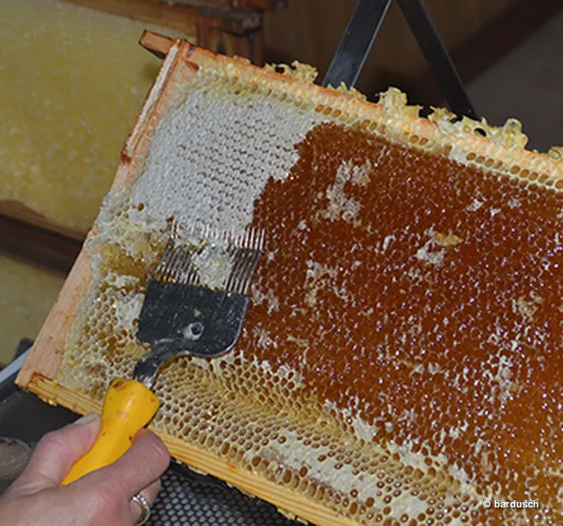 Honigwaben mit Werkzeug zur Ernte öffnen Nahaufnahme einer Hand, die mit einem Werkzeug Honigwaben auf einem Holzrahmen zur Honigernte öffnet.